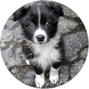 Sagittaeri Sage profile picture